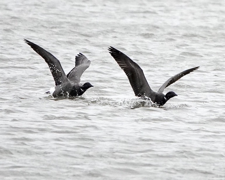 Brent goose